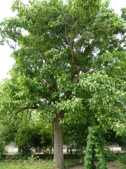 Ehretia dicksonii (2)